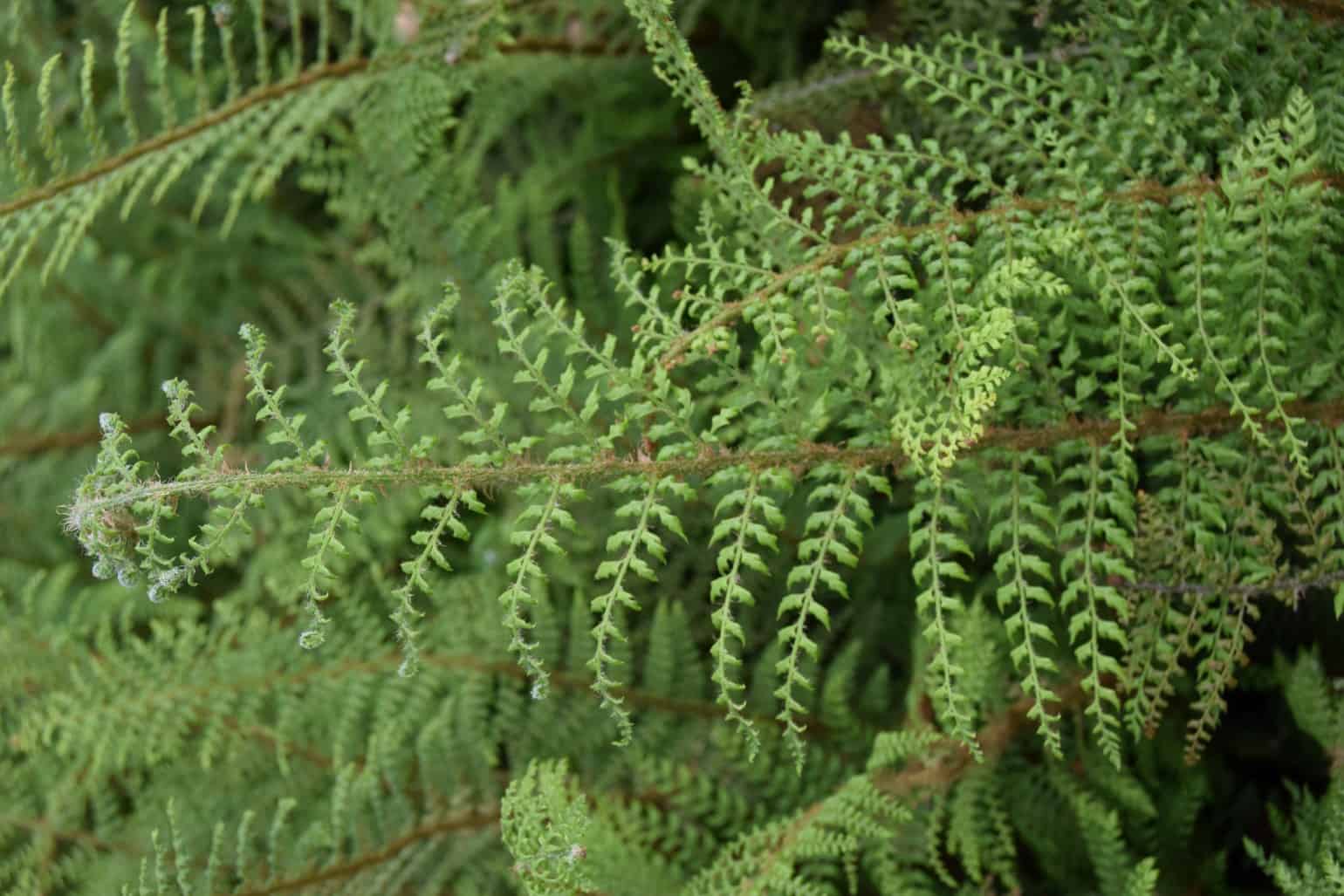 Polystichum setiferum Divisilobum Group 'Herrenhausen'